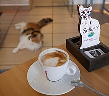  Cat  caf  Wikipedia