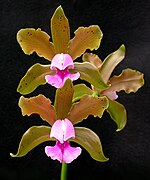 Cattleya tenuis