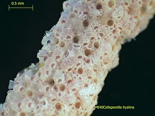 <i>Celleporella hyalina</i> Species of bryozoan