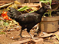 Ayam Cemani