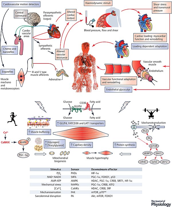 Central (cardiovascular) and peripheral (skeletal muscle) adaptations to exercise training