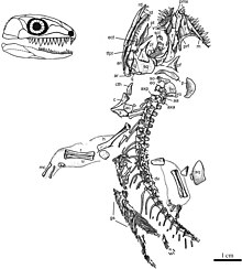 Diagramme fossile de Cephalerpeton.jpg