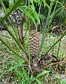 Ceratocamia hildae, Parque Terra Nostra, Furnas, Azoren