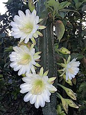 Cereus hexagonus en floración.jpg