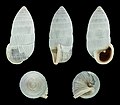 * Nomination Shell of a Bahamian land snail, Cerion columna --Llez 05:13, 9 May 2020 (UTC) * Promotion  Support Good quality.--Famberhorst 05:23, 9 May 2020 (UTC)