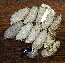 Chalybion californicum - Wikipedia