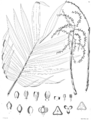 Chamaedorea ssp