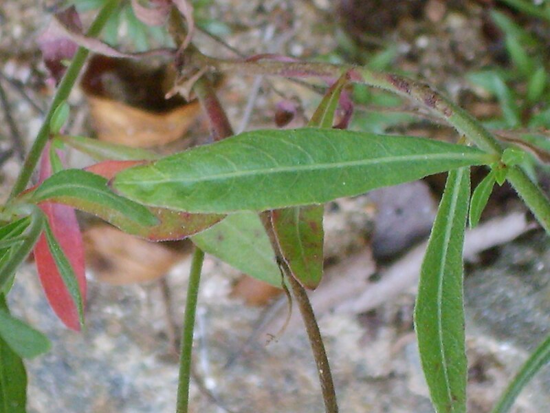 File:Chamerion angustifolium 4.JPG