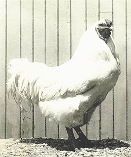 Chantecler chicken Breed of chicken