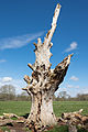 * Nomination Dead tree in Charlecote Park --DeFacto 21:41, 9 April 2016 (UTC) * Promotion  Support Good quality.--Famberhorst 06:24, 10 April 2016 (UTC)