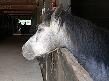 Tête d'un cheval gris dans son box