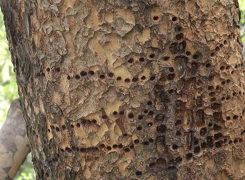 File:Chinese Evergreen Elm after Yellow-Bellied Sapsucker, February 2012.jpg