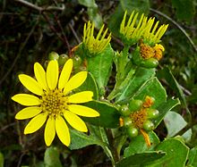 Chrysanthemoides monilifera subsp rotundata, blomme en vrugte, Iphithi NR.jpg 