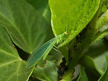 Chrysopidae - Chrysoperla vgl. lucasina-2.JPG