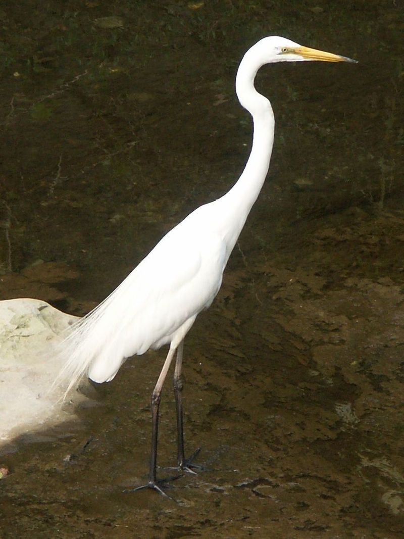 Non-breeding plumage in Japan