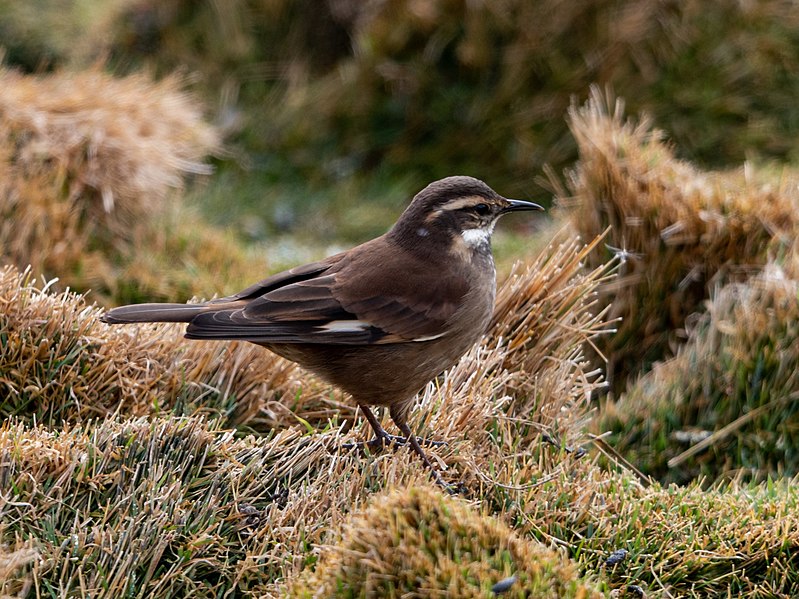 File:Cinclodes olrogi Olrog's Cinclodes; Parque Nacional Quebrada del Condorito, Córdoba, Argentina.jpg