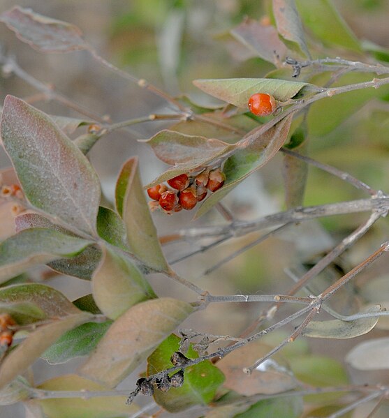 File:Citharexylum berlandieri.jpg