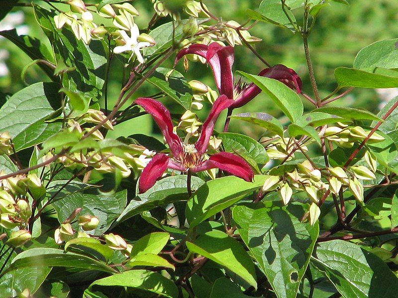 File:Clematis Gravetye Beauty in Clerodendron trichotomum fargesii (14661985864).jpg