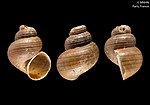 Thumbnail for Cleopatra (gastropod)