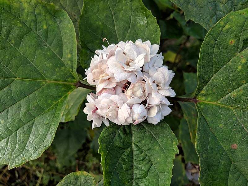 File:Clerodendrum chinense 119.jpg