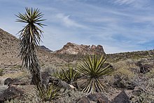 Clipper Mountain Wilderness (29350765628).jpg