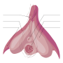 Vignette pour Fichier:Clitoris Anatomy Unlabelled.svg