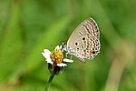 Thumbnail for File:Close wing Nectaring posture of Chilades pandava (Horsfield, (1829)) – Plains Cupid DSC 1234.jpg