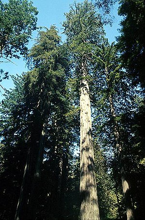 nudist colony, tallest tree on earth, Mendocino County, Montgomery Woods,