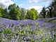 Bluebelllerle kaplı Demir Çağı surları tepe kalesi