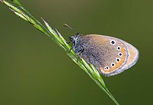 Coenonympha leander - Русская пустошь butterfly.jpg