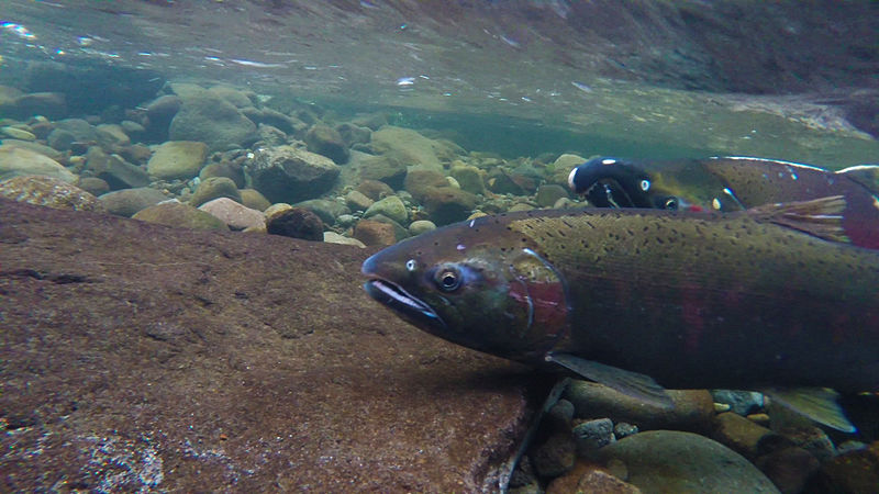 File:Coho Spawning on the Salmon River (16150184519).jpg