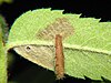 Coleophora serratella.jpg