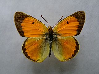 <i>Colias myrmidone</i> Species of butterfly