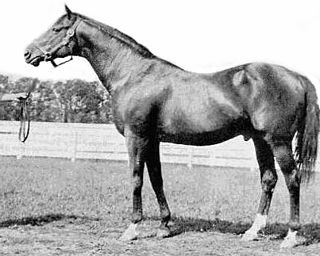 <span class="mw-page-title-main">Colin (horse)</span> American-bred Thoroughbred racehorse