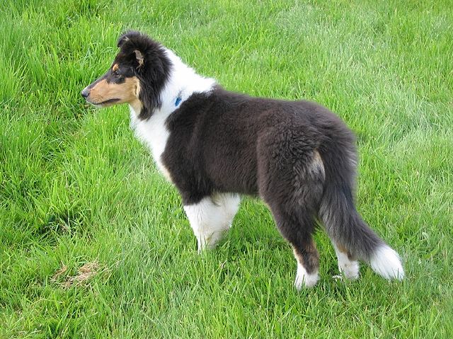 Border Collie - Wikipedia