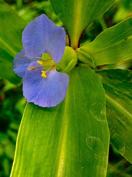 Tập_tin:Commelina_virginica_-_Virginia_Dayflower.jpg