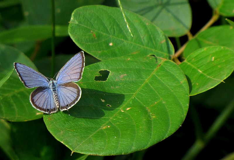 File:Common Cerulean(Jamides celeno) 02 07 15 2012.jpg