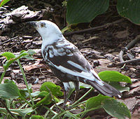 grackle المشتركة leucistic ( سوادية مألوفة )