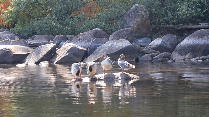 Common Mergansers (Mergus merganser)