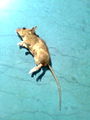 Common mouse 0010 Nevit.jpg