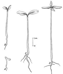 Seedling drawing Common pricklyash.jpg