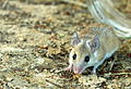 Cairo spiny mouse