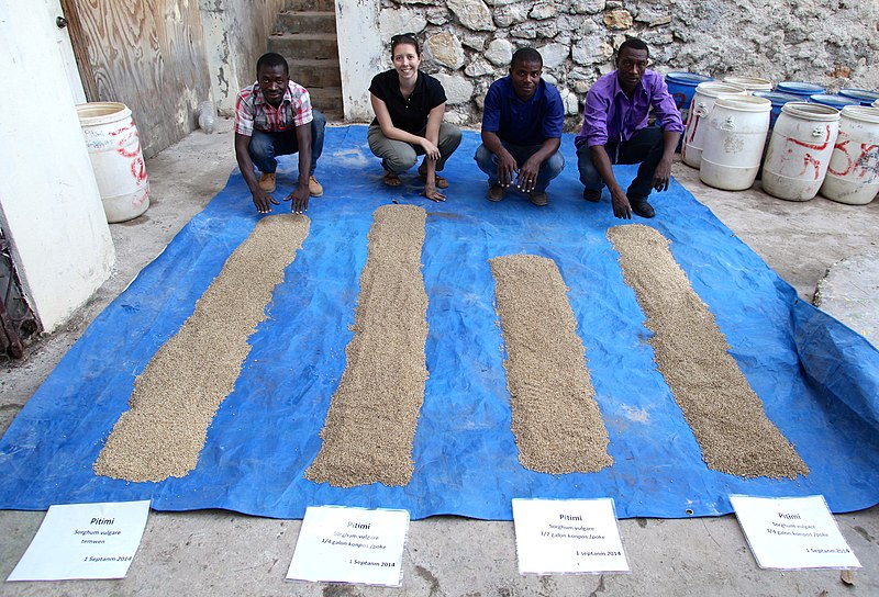 File:Comparing pitimi (sorghum) harvest from different growing conditions. Photo credit- Vic Hinterlang (16407057498).jpg