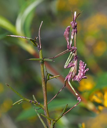 Empusa pennata