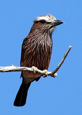 Уорлик (Coracias naevia) в национальном парке Этоша, Намибия