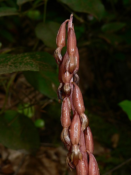 File:Corallorhiza maculata 14970.JPG