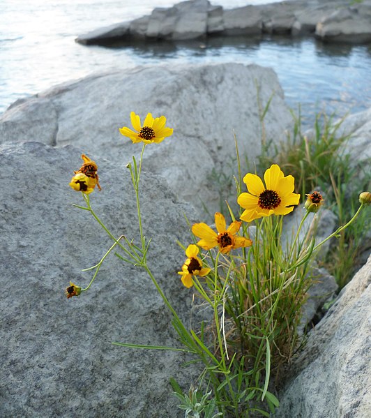 File:Coreopsis tinctoria var. atkinsoniana 2.jpg