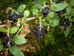 Coriaria myrtifolia 3c.JPG