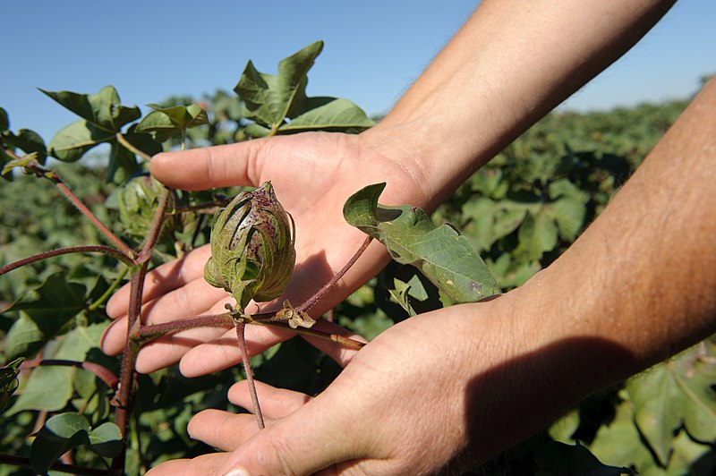 File:Cotton bolls maturing on Bobby Byrd's farm -- Hale County near Plainview, Texas. (25023973871).jpg