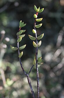 The brittle stems often have flaking strips of bark Crassula subaphylla - Robertson 6.jpg